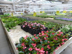 Blumenanzucht auf einem Pflanztisch im Gewächshaus Blumenanzucht auf einem Pflanztisch im Gewächshaus